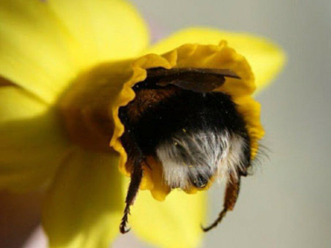 Tired bumblebee with pollen on the butt.