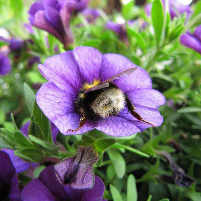 Tired bumblebee with pollen on the butt.