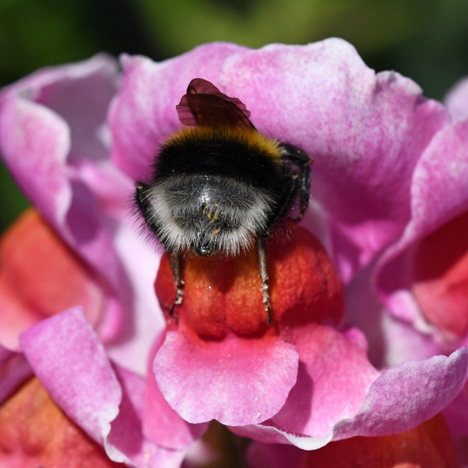 Tired bumblebee with pollen on the butt.