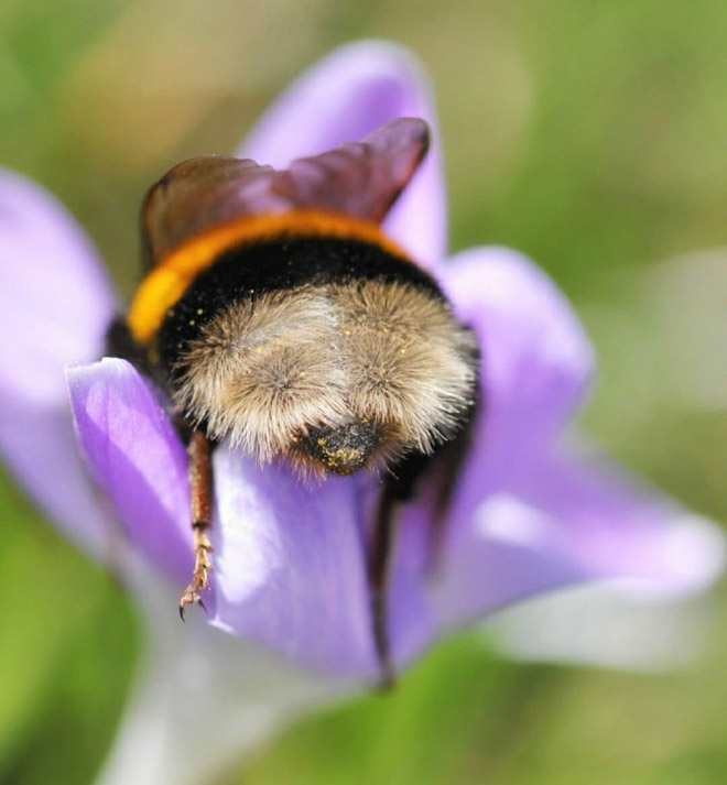 Tired bumblebee with pollen on the butt.