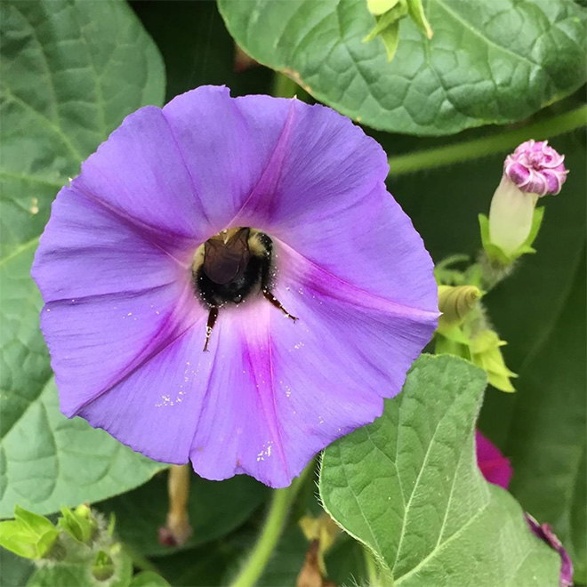 Tired bumblebee with pollen on the butt.