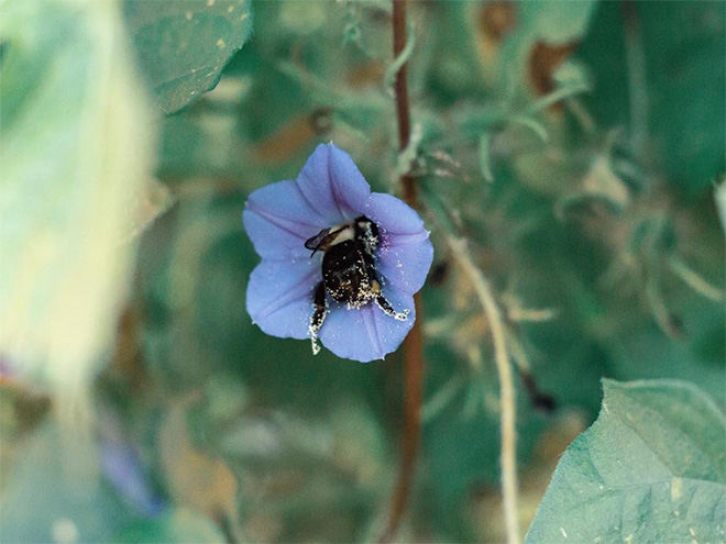 Tired bumblebee with pollen on the butt.