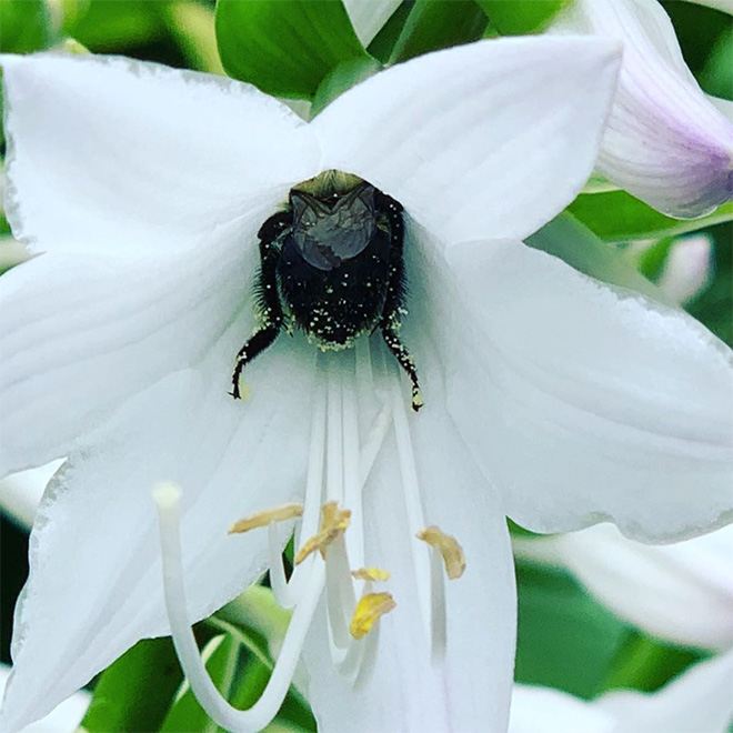 Tired bumblebee with pollen on the butt.