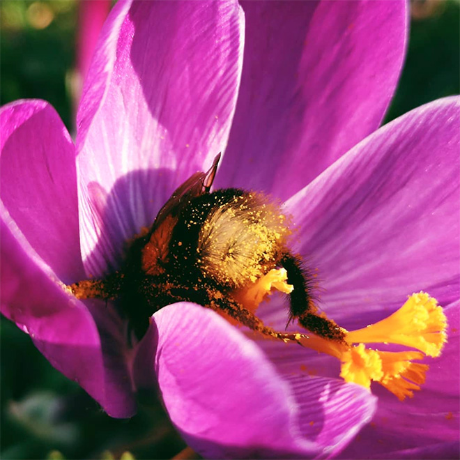 Tired bumblebee with pollen on the butt.