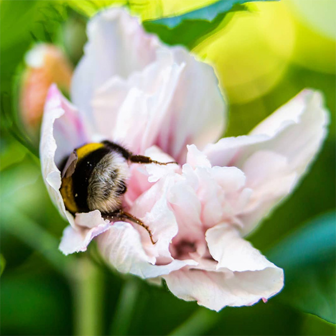 Tired bumblebee with pollen on the butt.