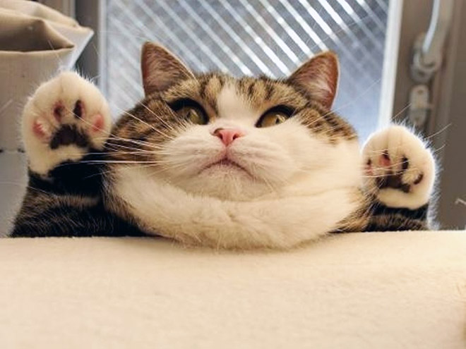 Chonky double chin cat.