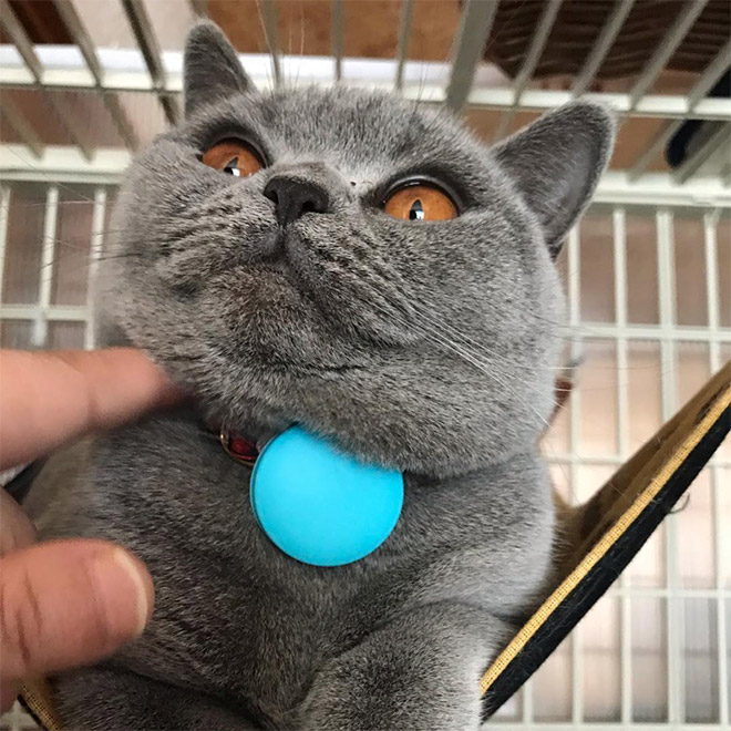 Chonky double chin cat.