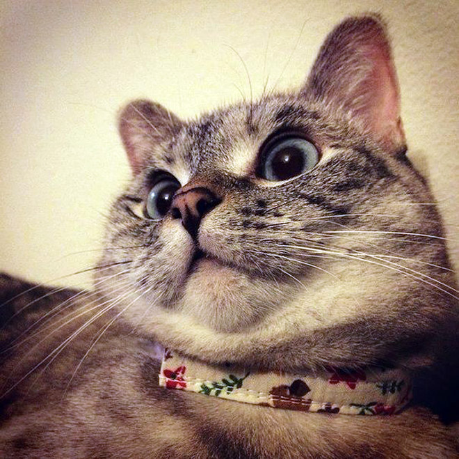 Chonky double chin cat.