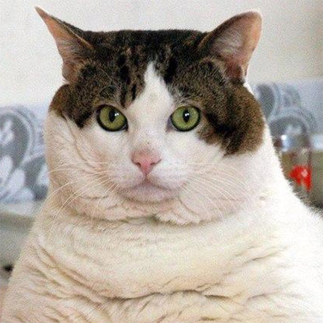 Chonky double chin cat.