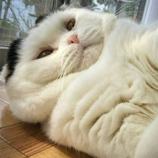 Chonky double chin cat.