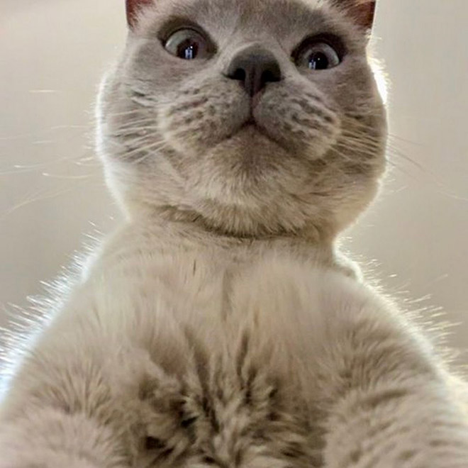Chonky double chin cat.