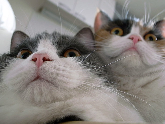 Chonky double chin cats.
