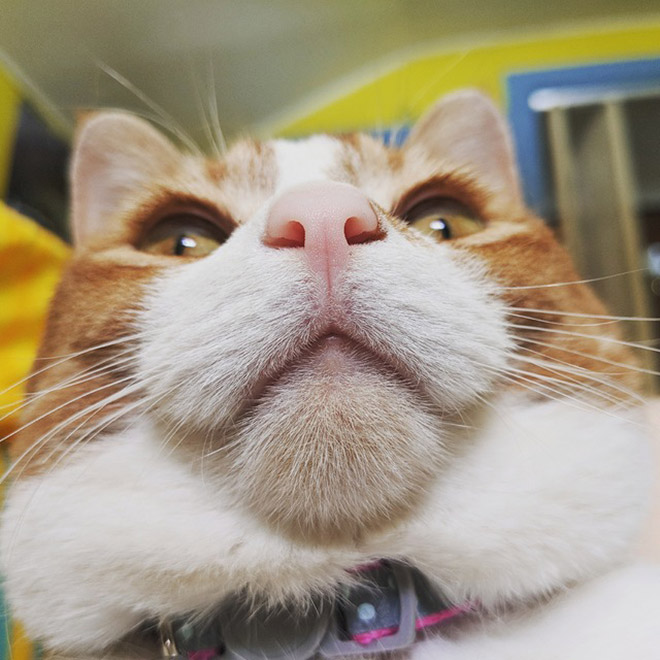 Chonky double chin cat.