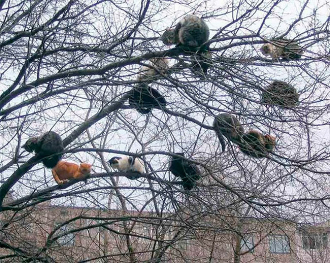 Spring is here. Cats have returned and are singing in trees.