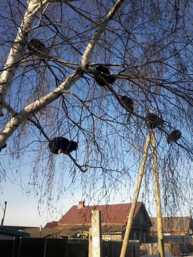 Spring is here. Cats have returned and are singing in trees.