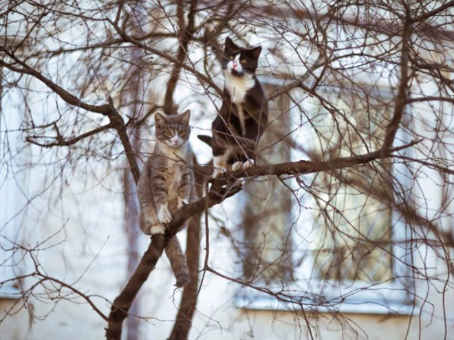 Spring is here. Cats have returned and are singing in trees.