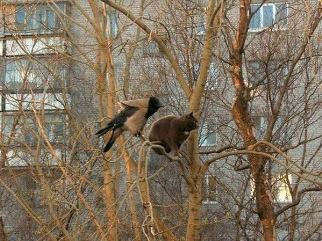 Spring is here. Cats have returned and are singing in trees.