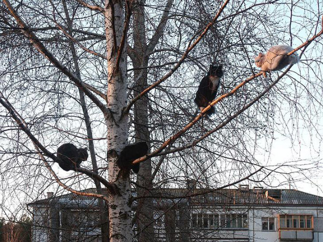 Spring is here. Cats have returned and are singing in trees.