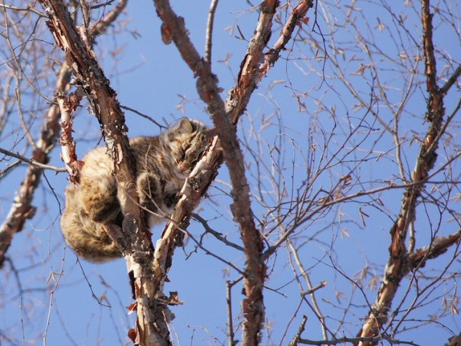 Spring is here. Cats have returned and are singing in trees.