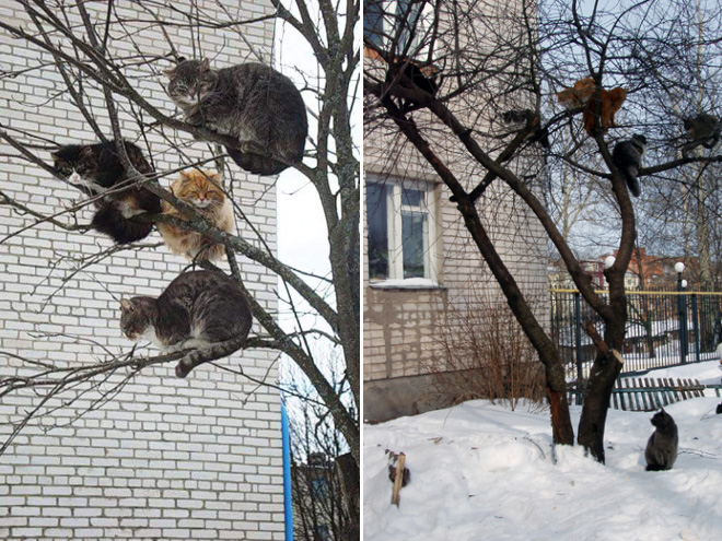 Spring is here. Cats have returned and are singing in trees.