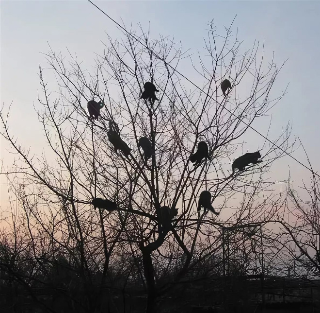 Spring is here. Cats have returned and are singing in trees.