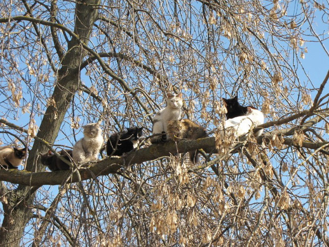 Spring is here. Cats have returned and are singing in trees.