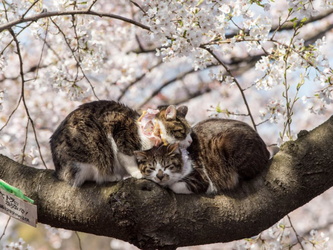 Spring is here. Cats have returned and are singing in trees.