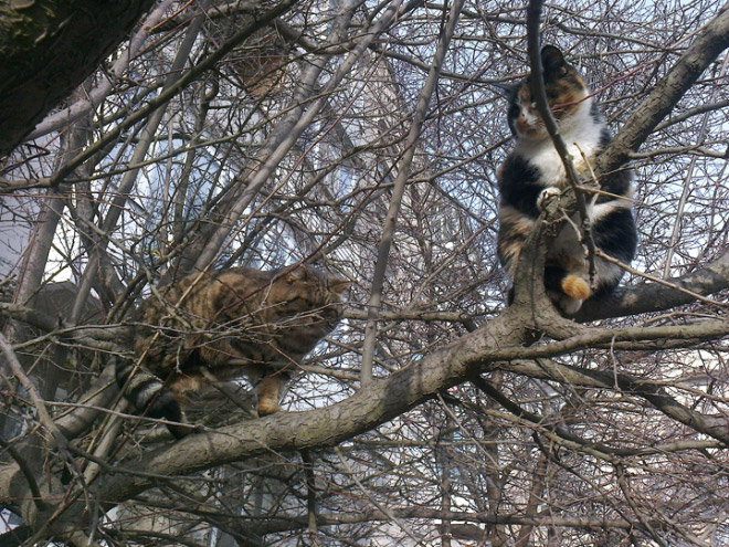 Spring is here. Cats have returned and are singing in trees.