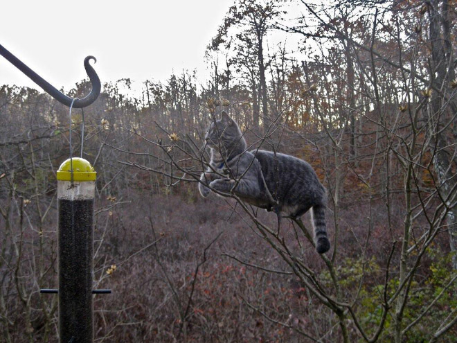 Spring is here. Cats have returned and are singing in trees.