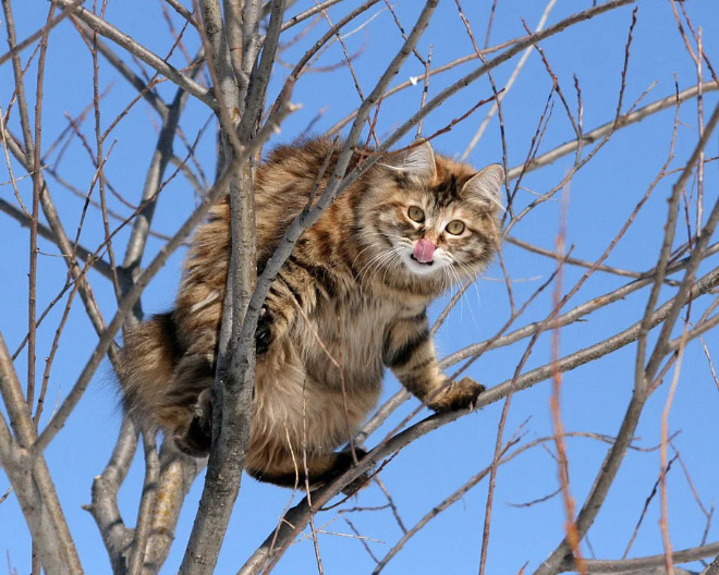 Spring is here. Cats have returned and are singing in trees.