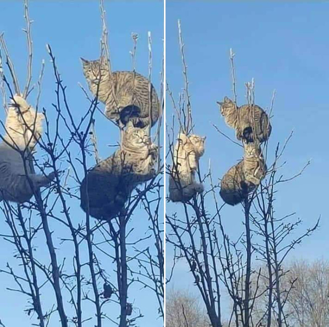 Spring is here. Cats have returned and are singing in trees.