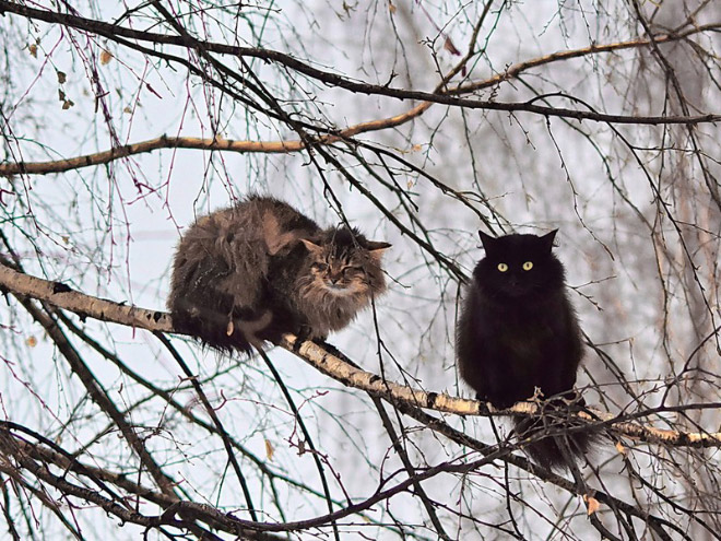 Spring is here. Cats have returned and are singing in trees.