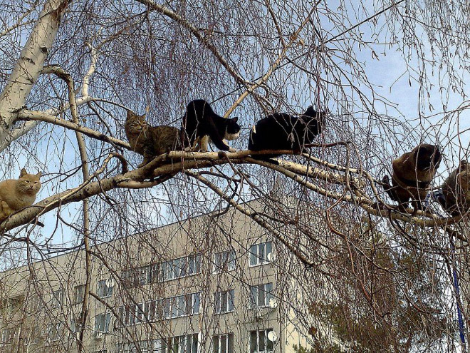 Spring is here. Cats have returned and are singing in trees.