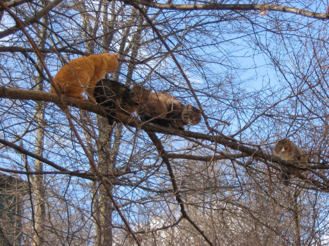 Spring is here. Cats have returned and are singing in trees.