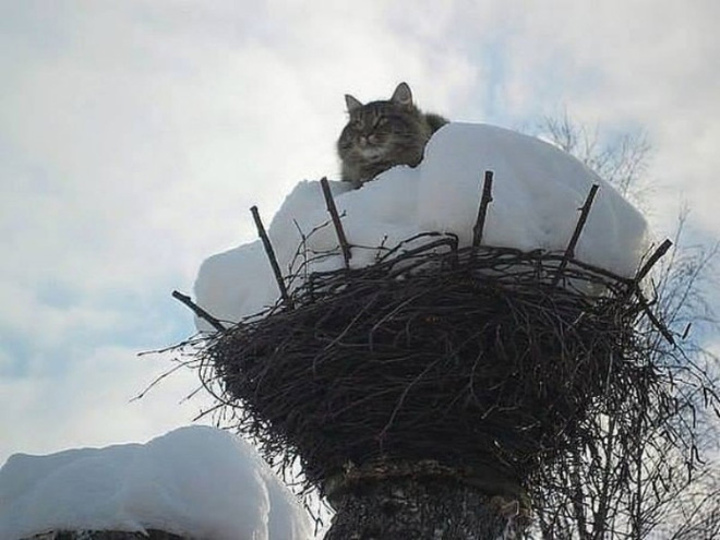 Spring is here. Cats have returned and are singing in trees.