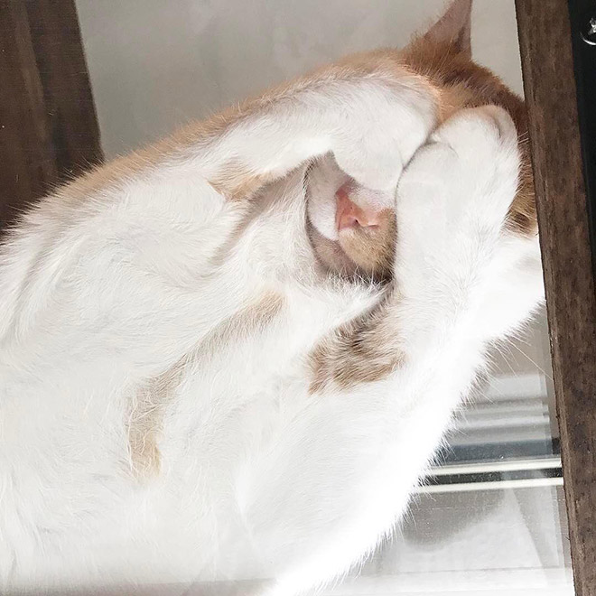 Cats on glass tables look hilariously adorable.