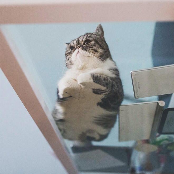 Cats on glass tables look hilariously adorable.