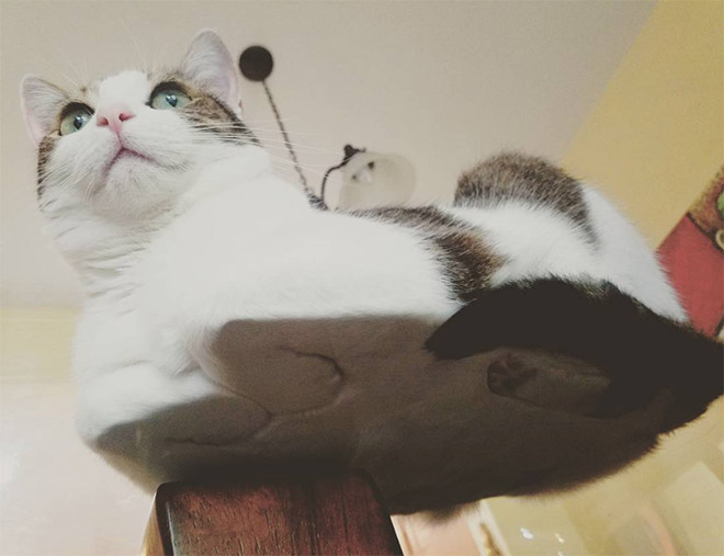 Cats on glass tables look hilariously adorable.