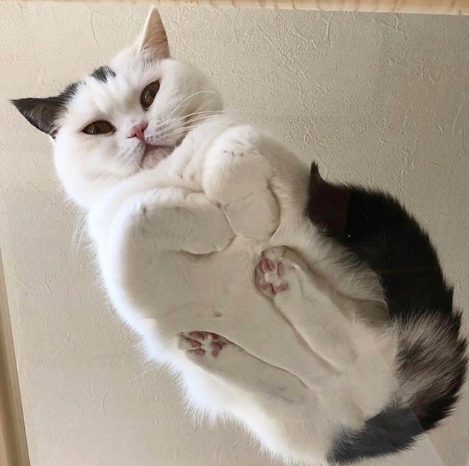 Cats on glass tables look hilariously adorable.