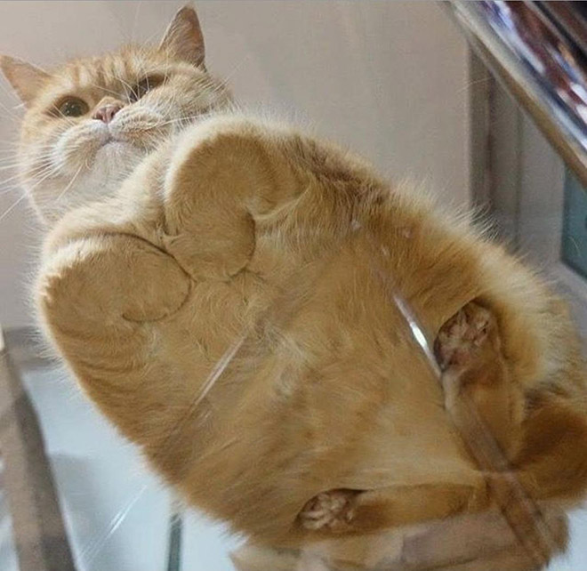 Cats on glass tables look hilariously adorable.