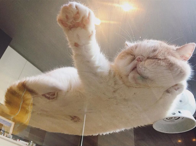 Cats on glass tables look hilariously adorable.