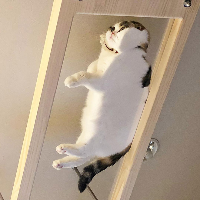 Cats on glass tables look hilariously adorable.