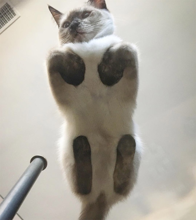 Cats on glass tables look hilariously adorable.