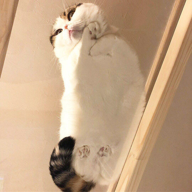 Cats on glass tables look hilariously adorable.