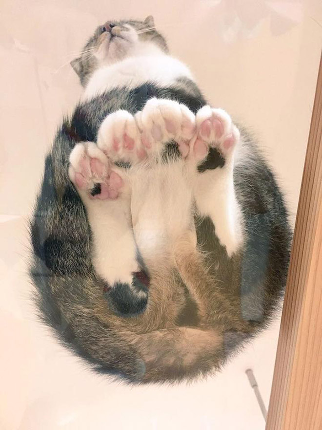 Cats on glass tables look hilariously adorable.