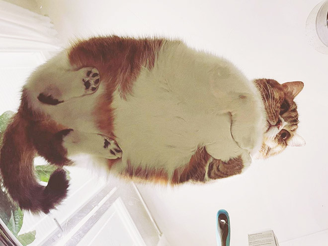 Cats on glass tables look hilariously adorable.