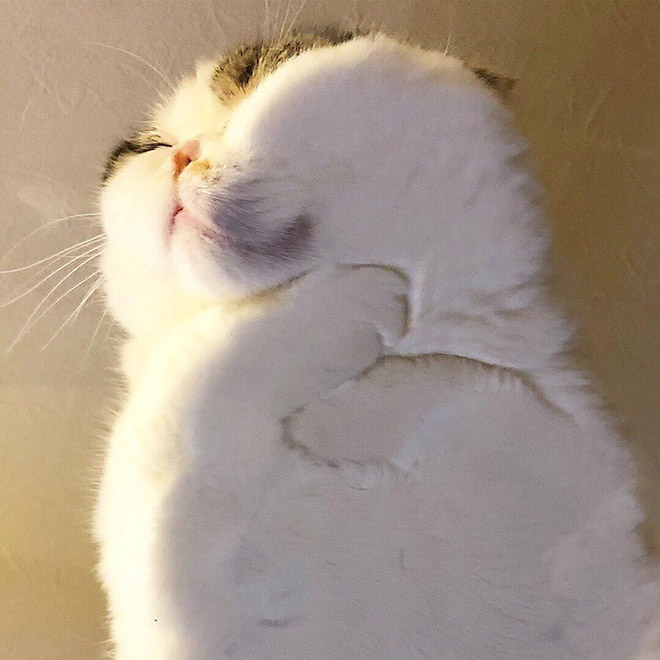 Cats on glass tables look hilariously adorable.