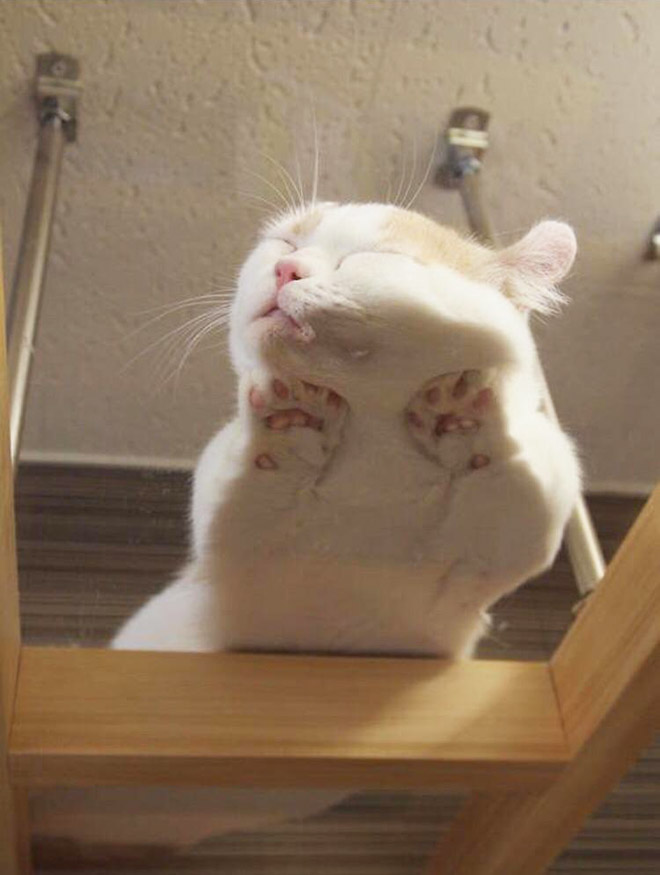 Cats on glass tables look hilariously adorable.