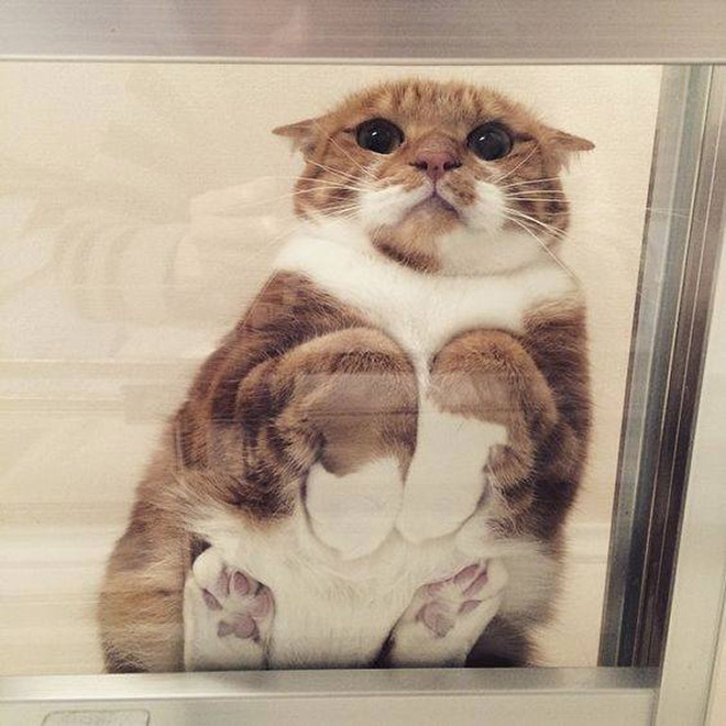 Cats on glass tables look hilariously adorable.