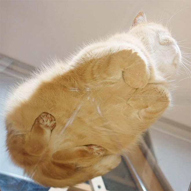 Cats on glass tables look hilariously adorable.